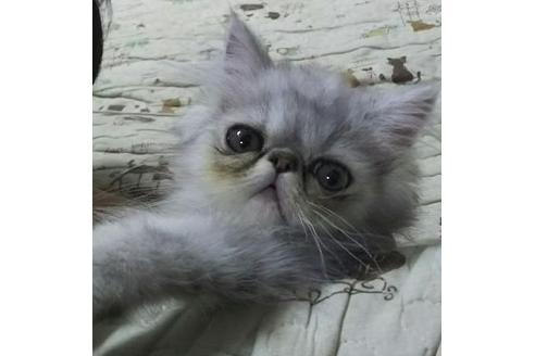 成約済の愛知県のエキゾチックショートヘア-2880の3枚目